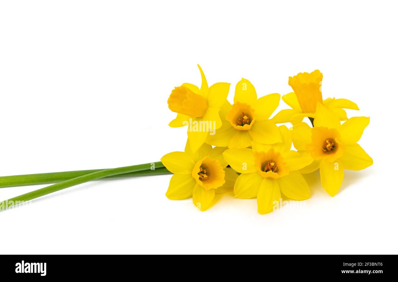 Yellow Daffodils  flowers isolated on white background Stock Photo