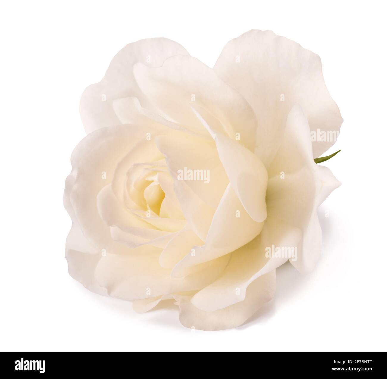 White rose flower isolated on white background Stock Photo - Alamy