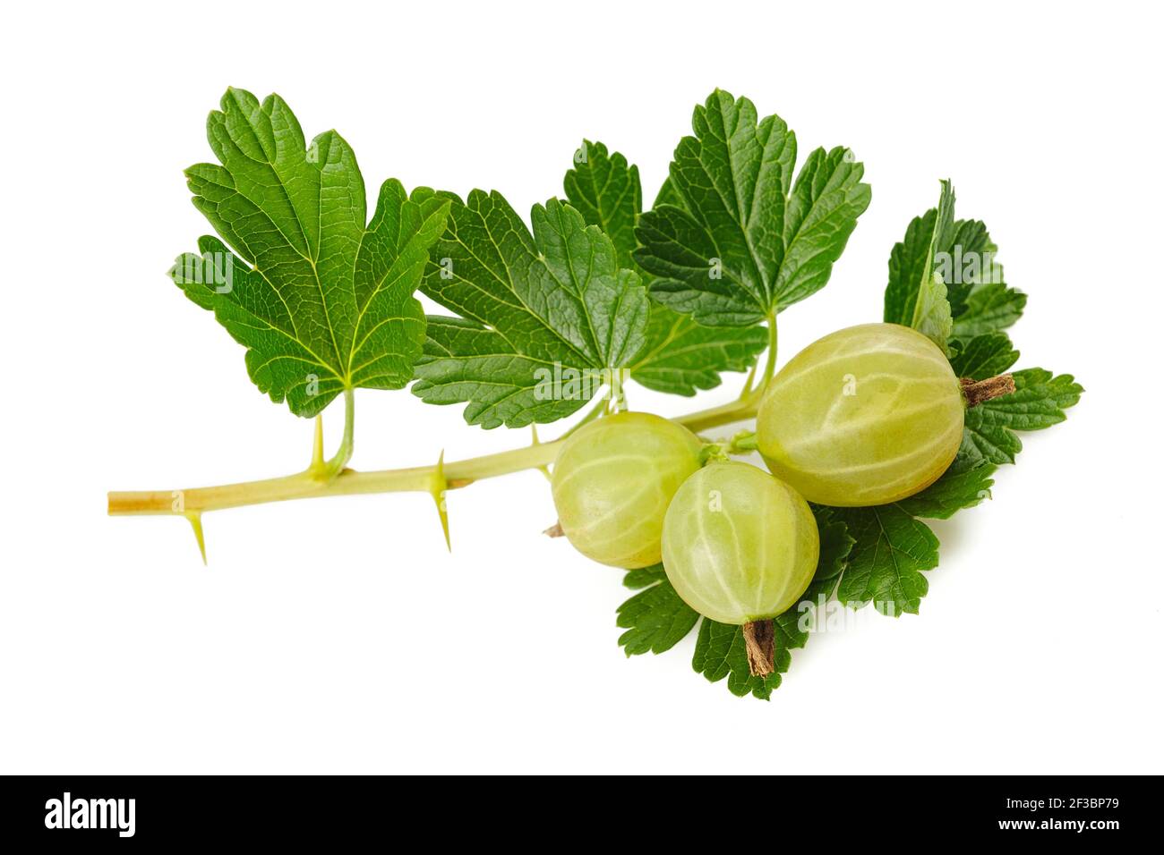 Gooseberry (Ribes uva-crispa) isolated on white background Stock Photo