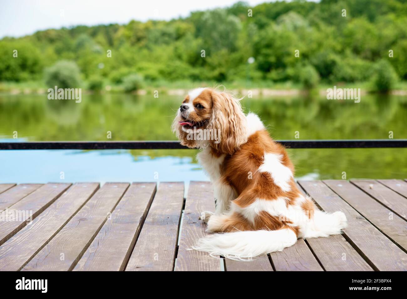 Cute cavalier king charles spaniel puppp sitting on the pier by the lake. Stock Photo