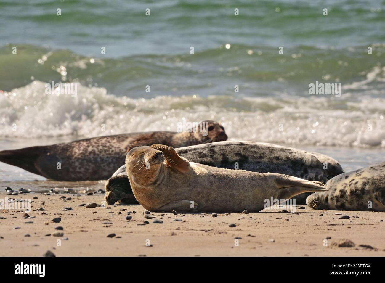 The harbor (or harbour) seal (Phoca vitulina), also known as the common seal in the white sand beach on the Düne island near Helgoland island in east Stock Photo