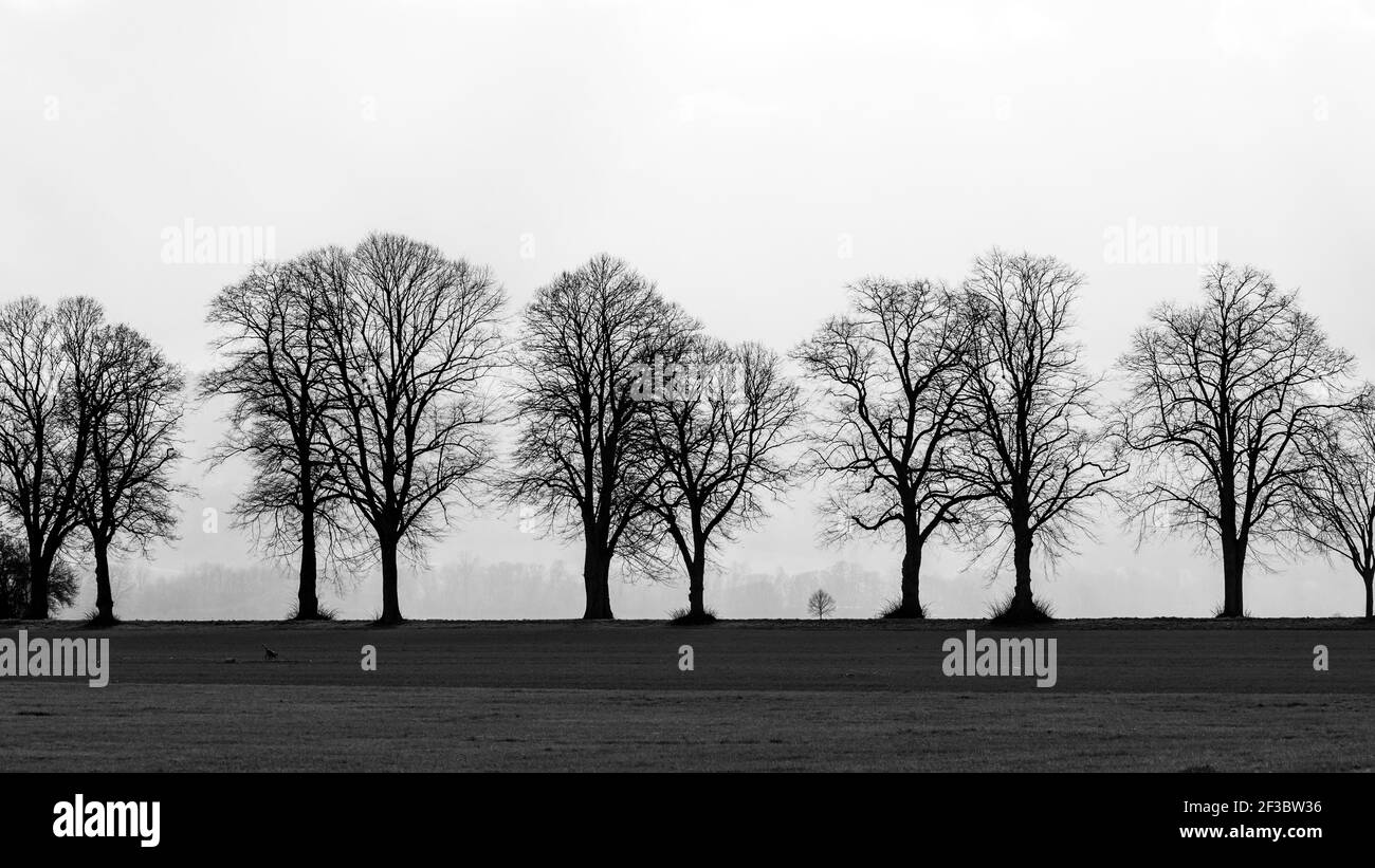 The alley of trees at Herleshausen in Germany Stock Photo