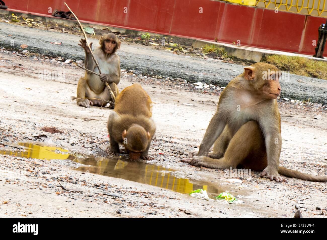 Monkey seating on ground looking for food Stock Photo - Alamy
