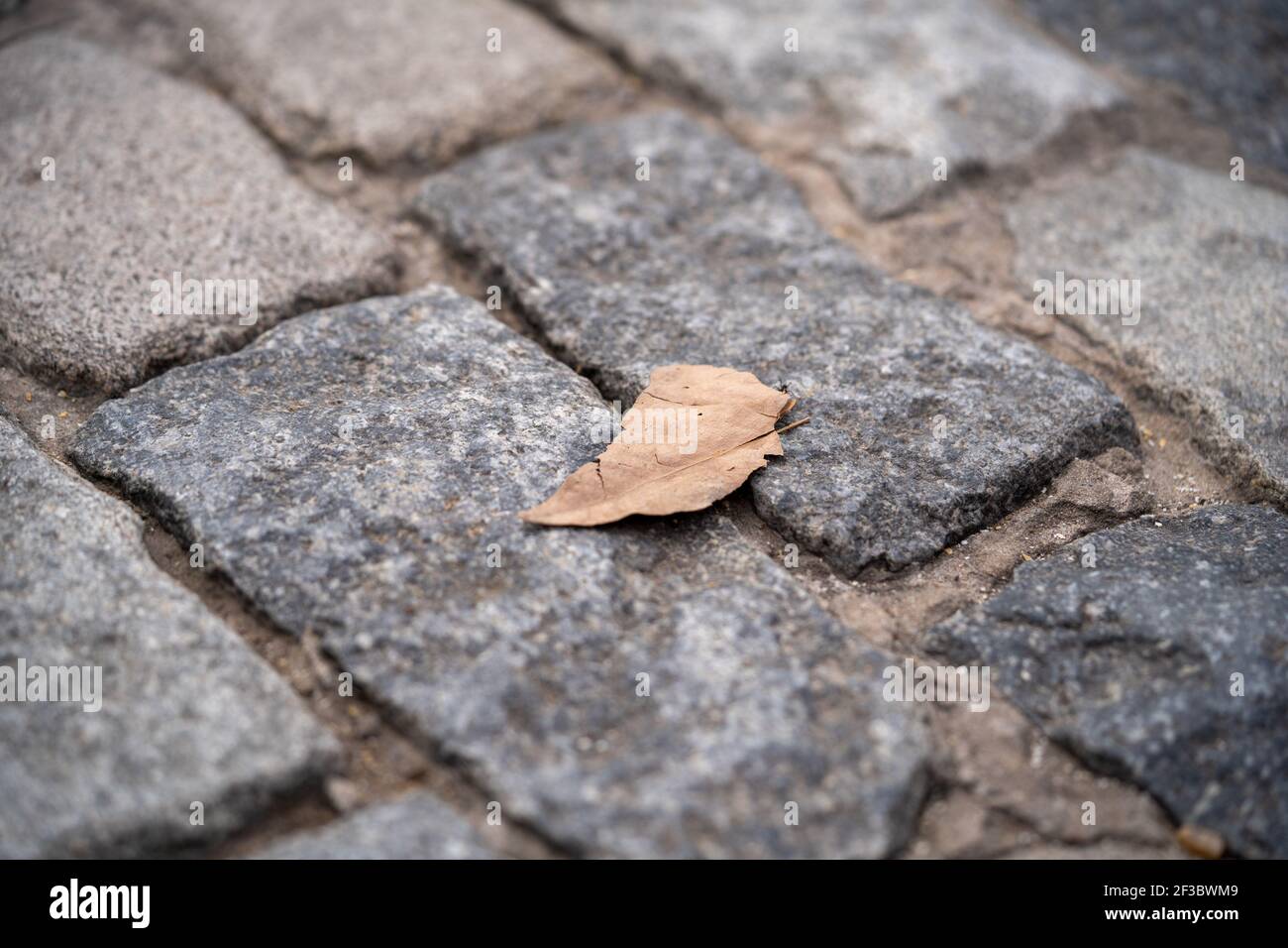 A dry autumn leaf fallen on the cobblestone ground Stock Photo - Alamy