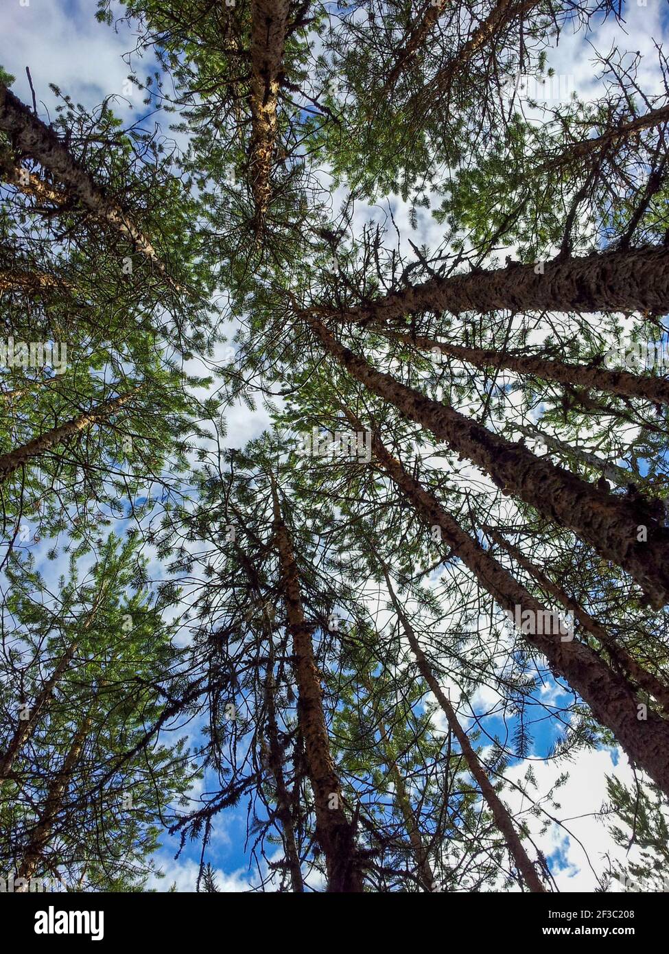 A vertical low angle shot of high ta pine trees in Oulanka National Park, Finland Stock Photo