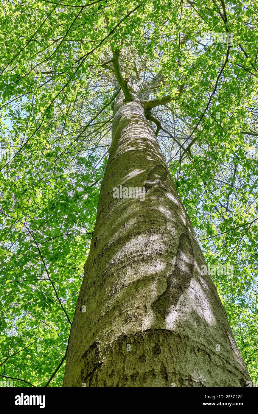 High beech trees leaves hi-res stock photography and images - Alamy