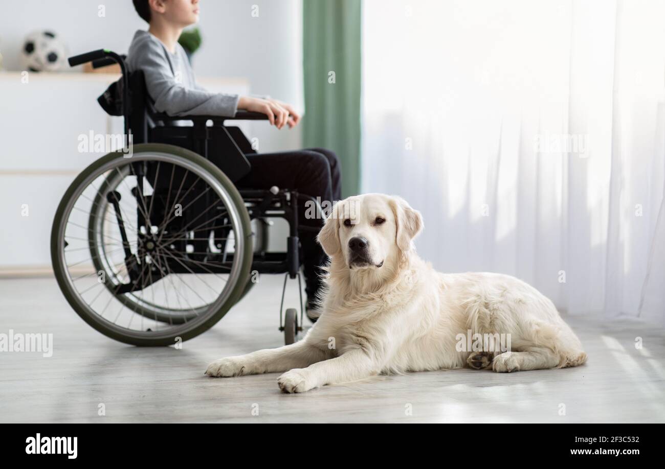 Domestic animal and human friendship concept. Disabled teen boy with his dog at home, selective focus on pet, copy space Stock Photo
