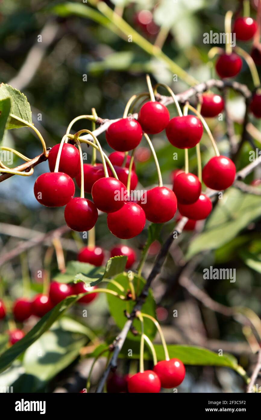 Cherry orchard with ripening fruits. On a tree branch, ripe red berries cherry. Stock Photo