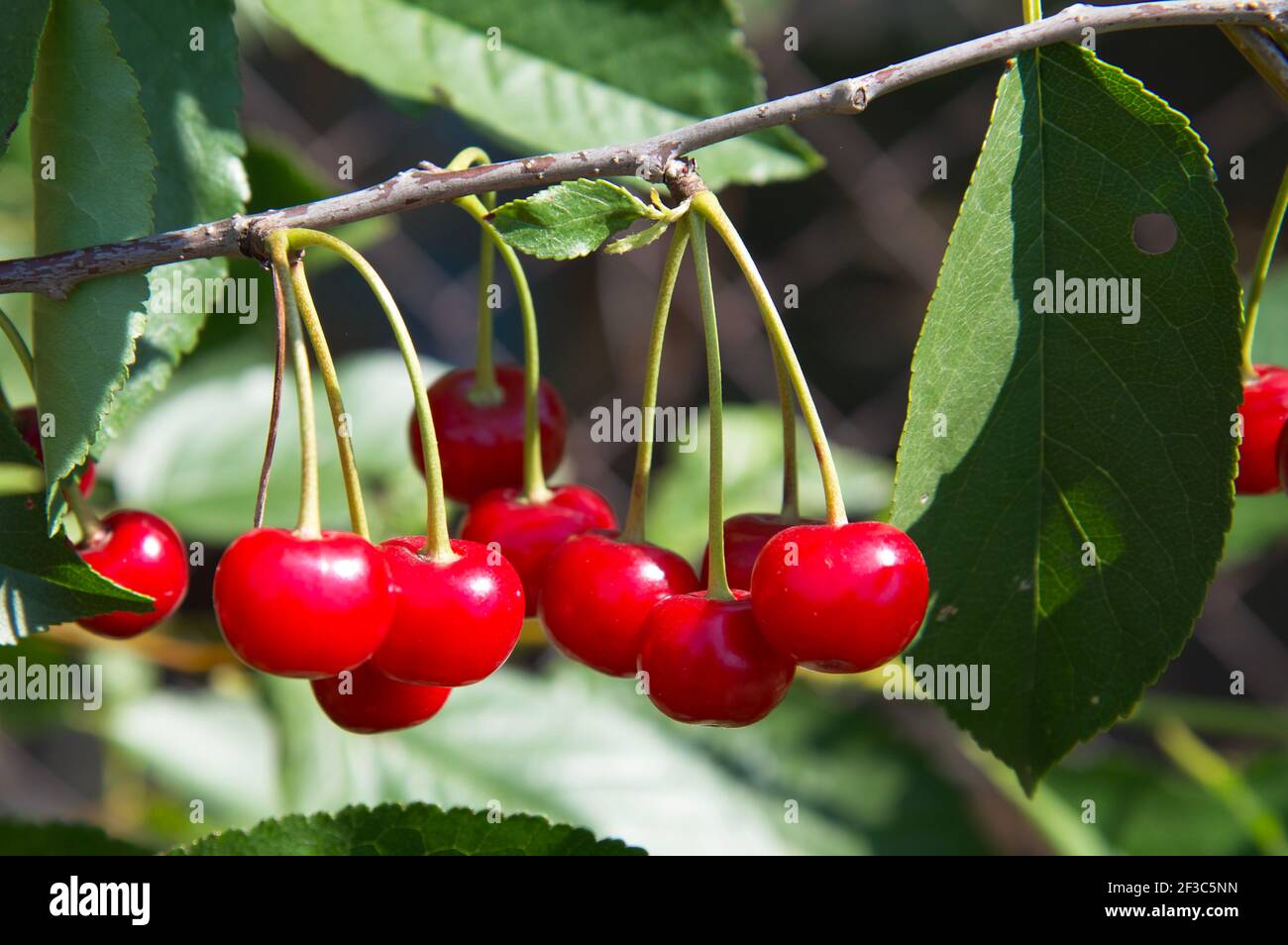 Cherry orchard with ripening fruits. On a tree branch, ripe red berries cherry. Stock Photo
