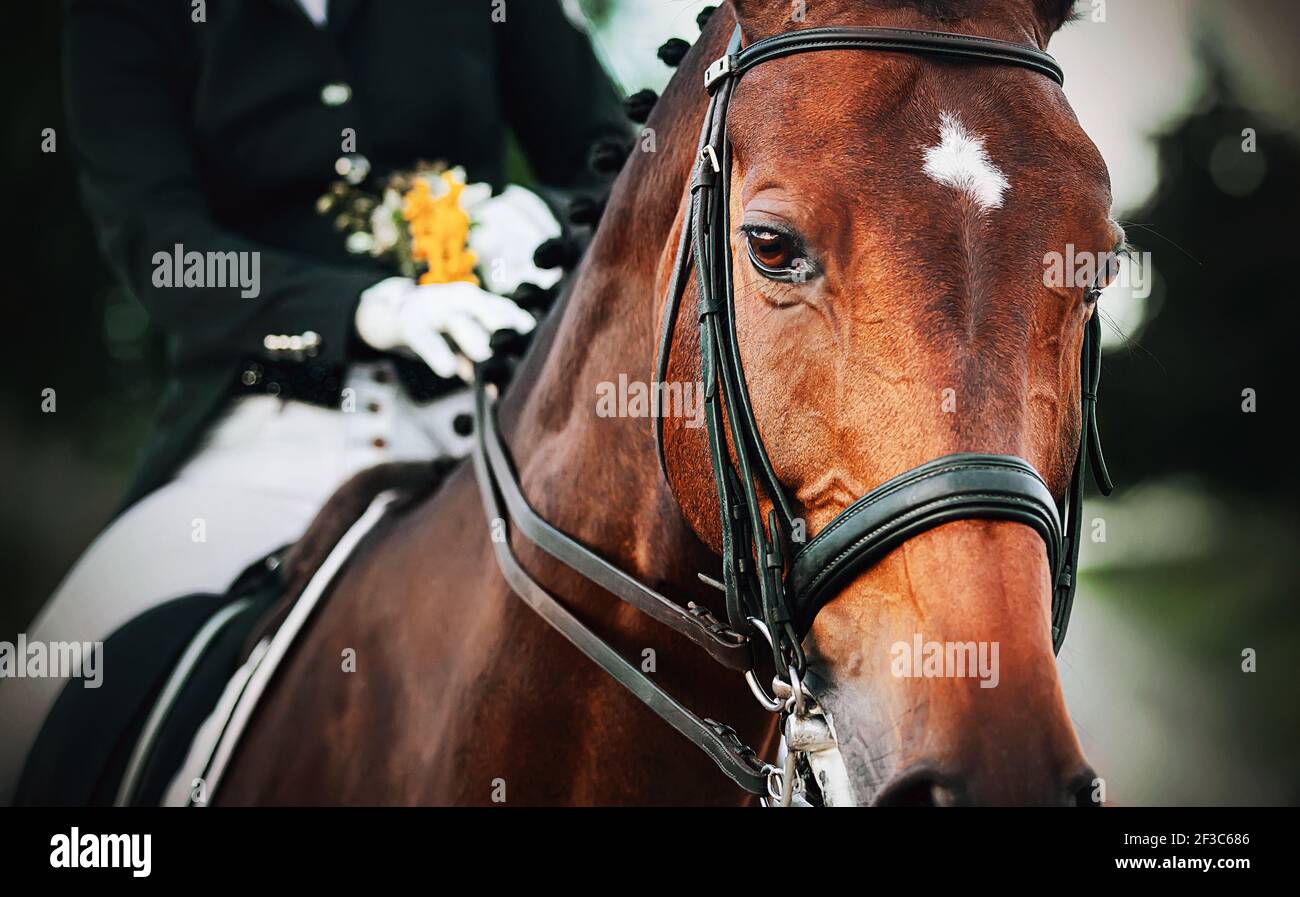 Portrait of a beautiful bay horse with a braided mane and a rider in the saddle, who holds the bridle rein and a bouquet of yellow wildflowers. Horse Stock Photo
