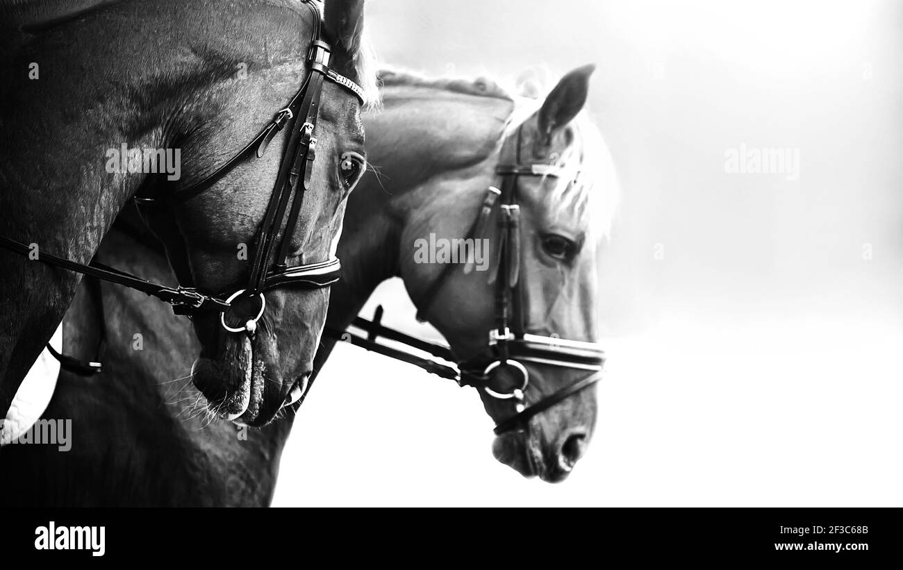Black and white image of two beautiful horses with bridles on their muzzles. Equestrian sports. Stock Photo