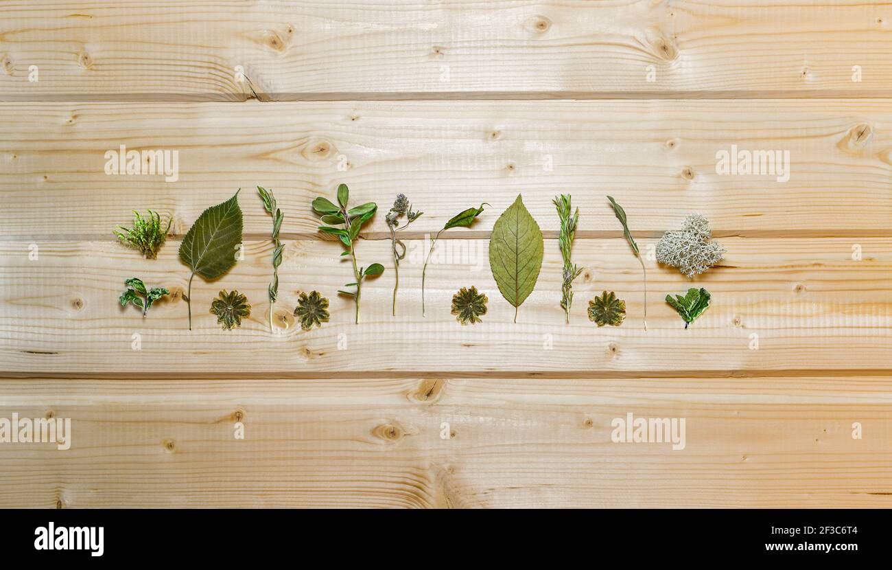 The layout of dried plants is wide striped in the center on a light wooden background of ash. Stock Photo