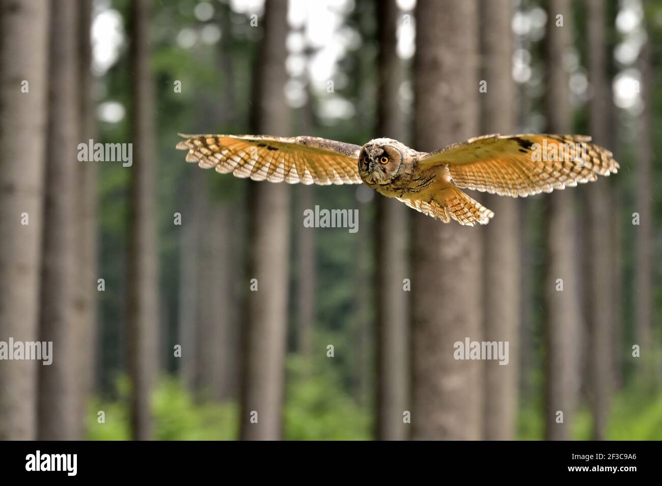 Owl in the Europe forest Stock Photo