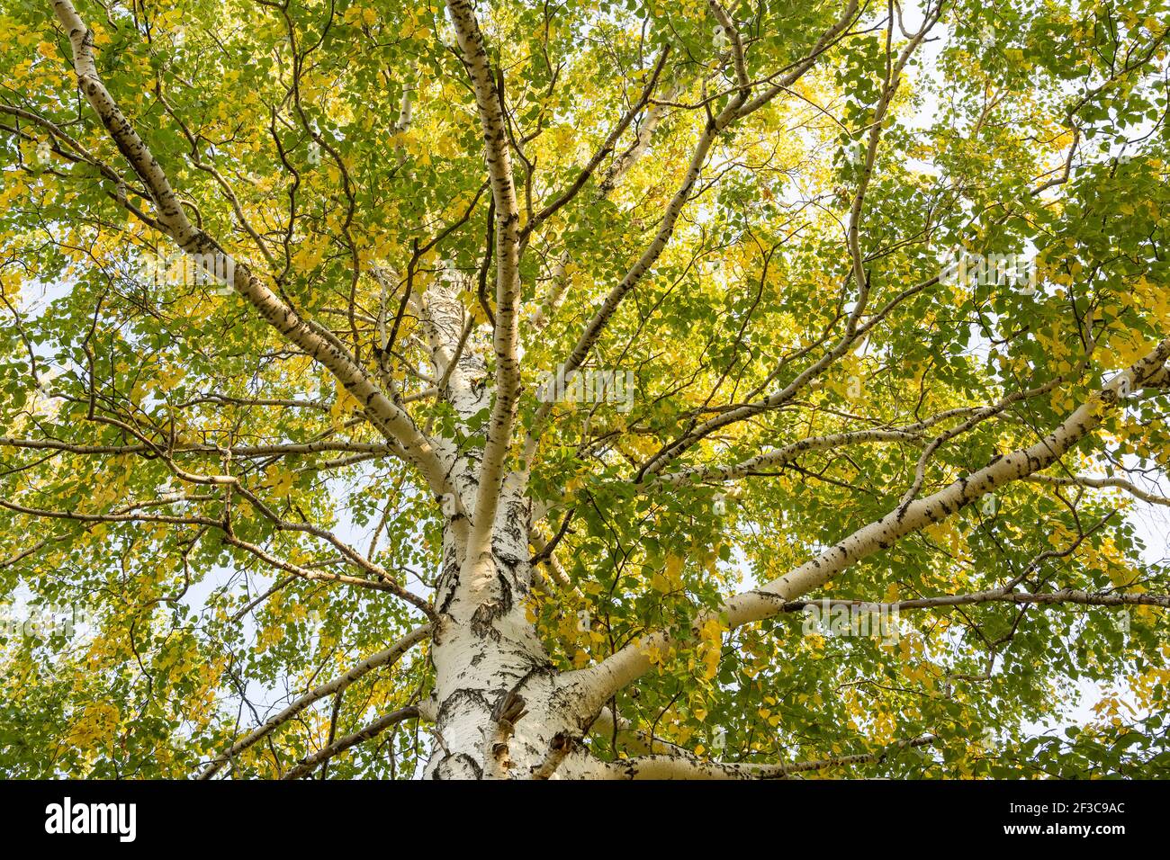 Birch tree in autumn in Siberia, Russia. Stock Photo