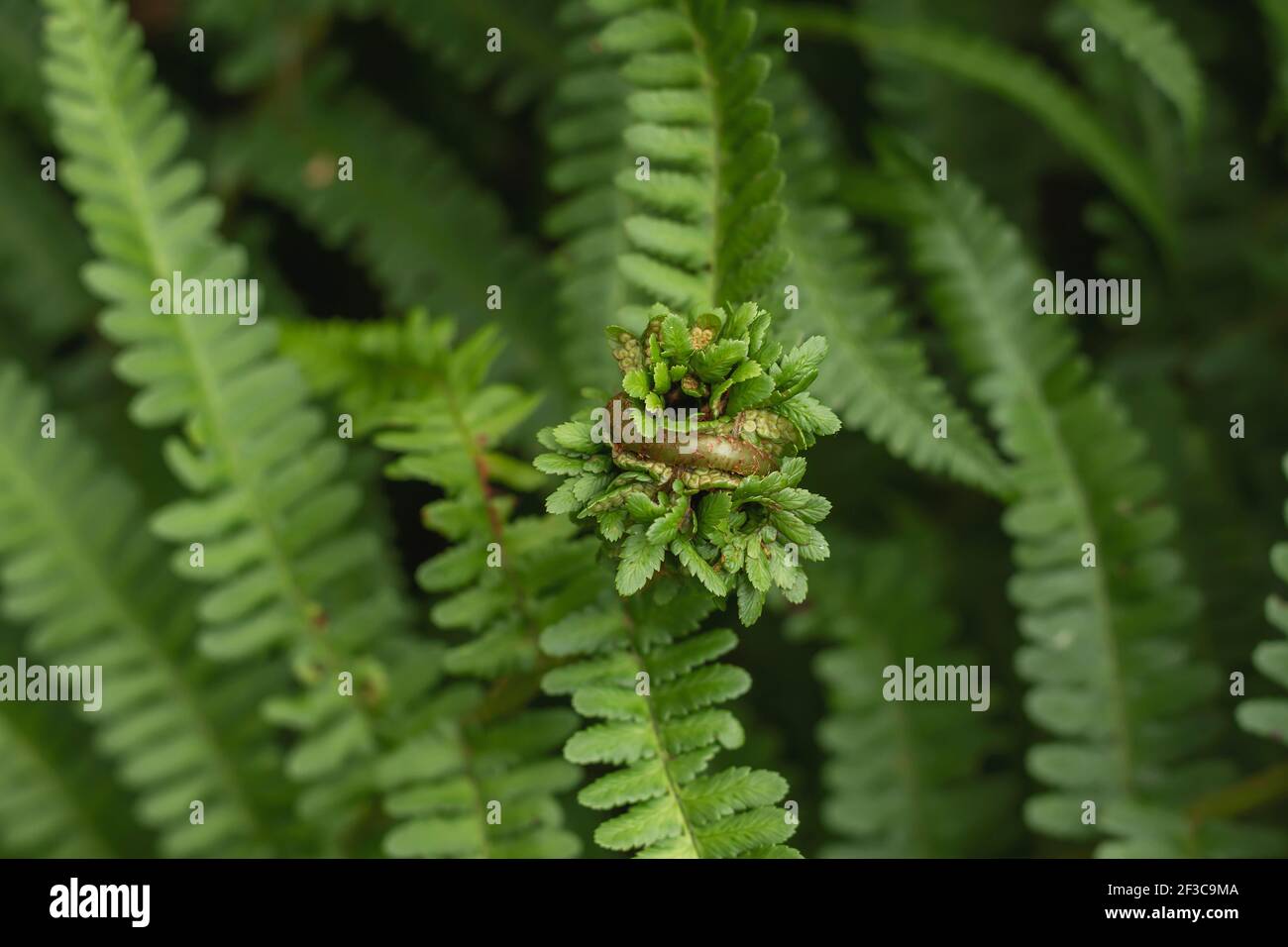 Lady fern green fronds unfolding in spring Stock Photo