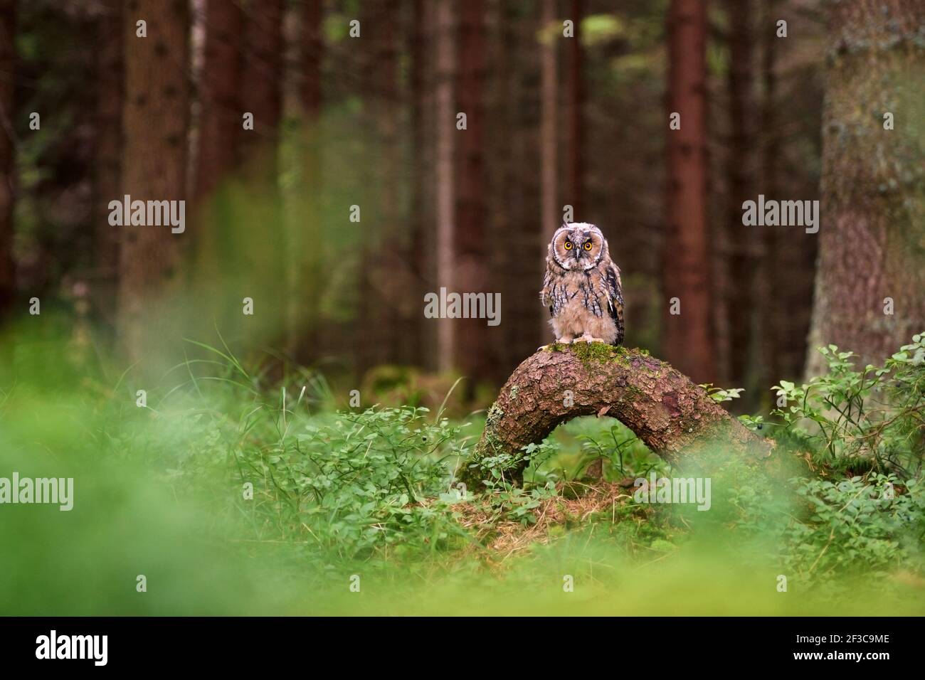 Owl in the Europe forest Stock Photo