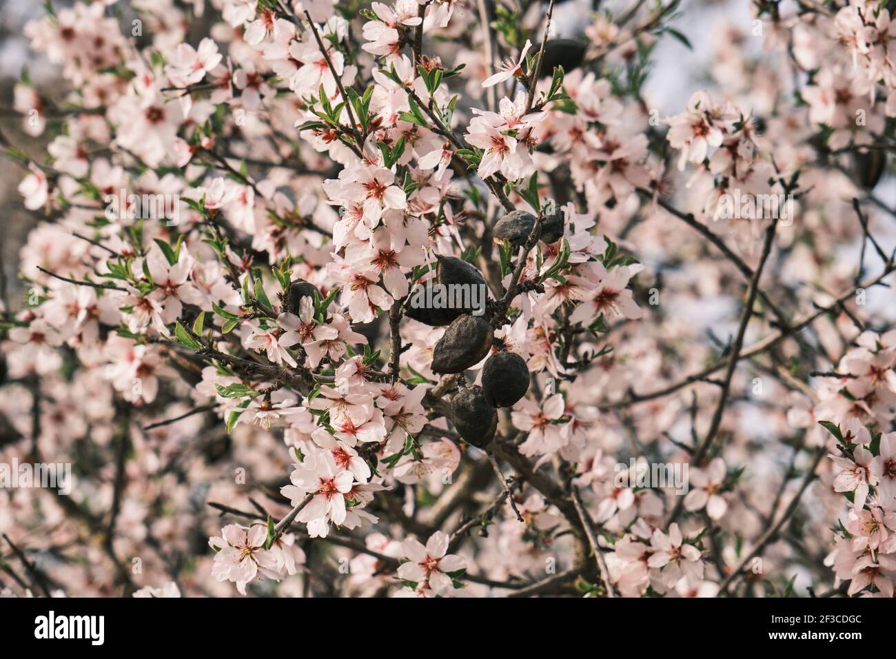 Detail of blossoming prunus dulcis pink flowers and drupes Stock Photo