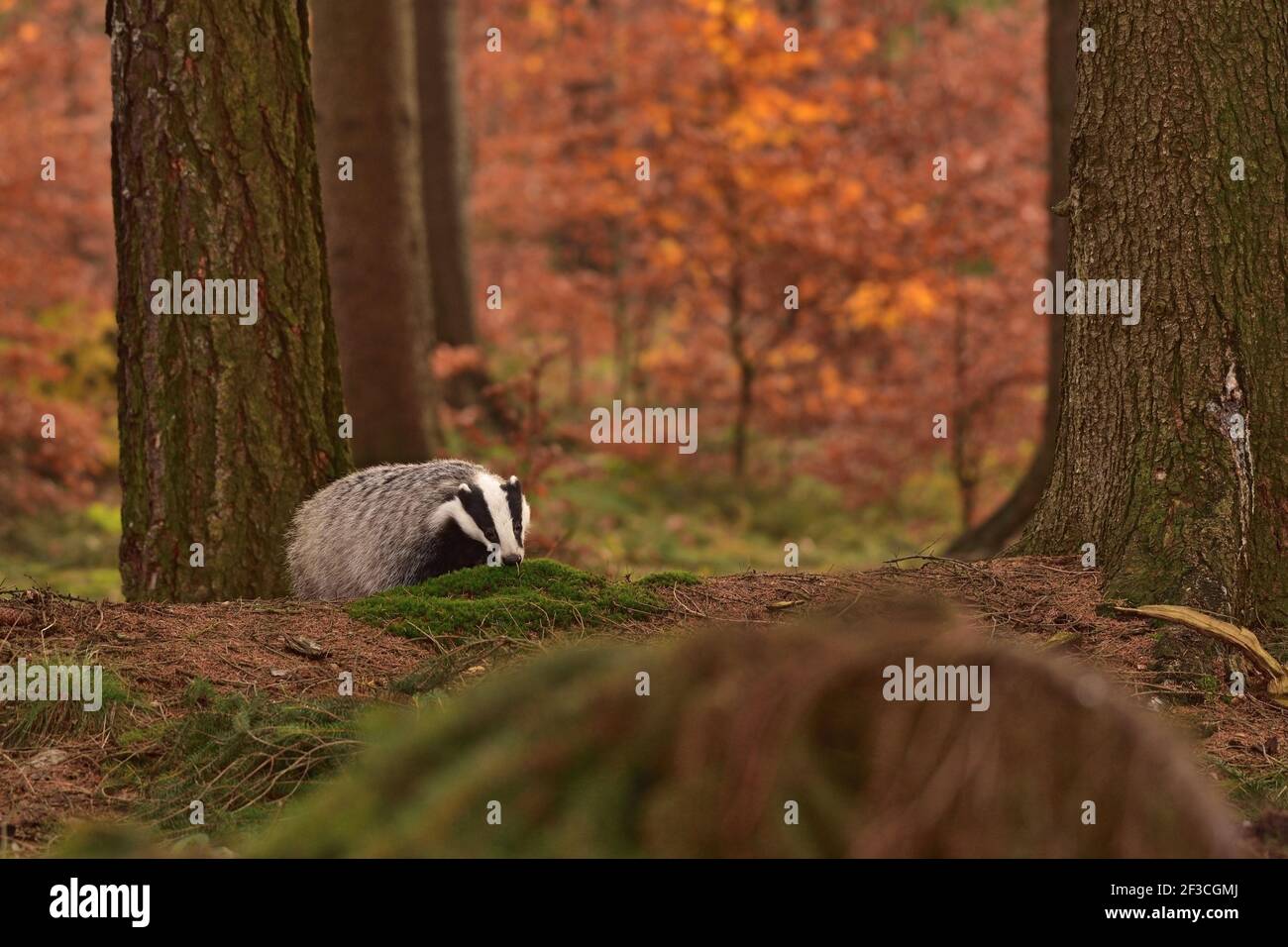 Beautiful European badger (Meles meles - Eurasian badger) in his natural environment in the autumn forest and country Stock Photo