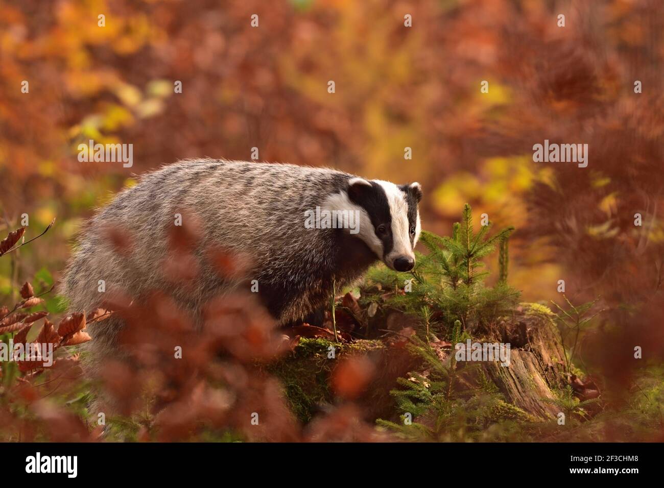 Beautiful European badger (Meles meles - Eurasian badger) in his natural environment in the autumn forest and country Stock Photo