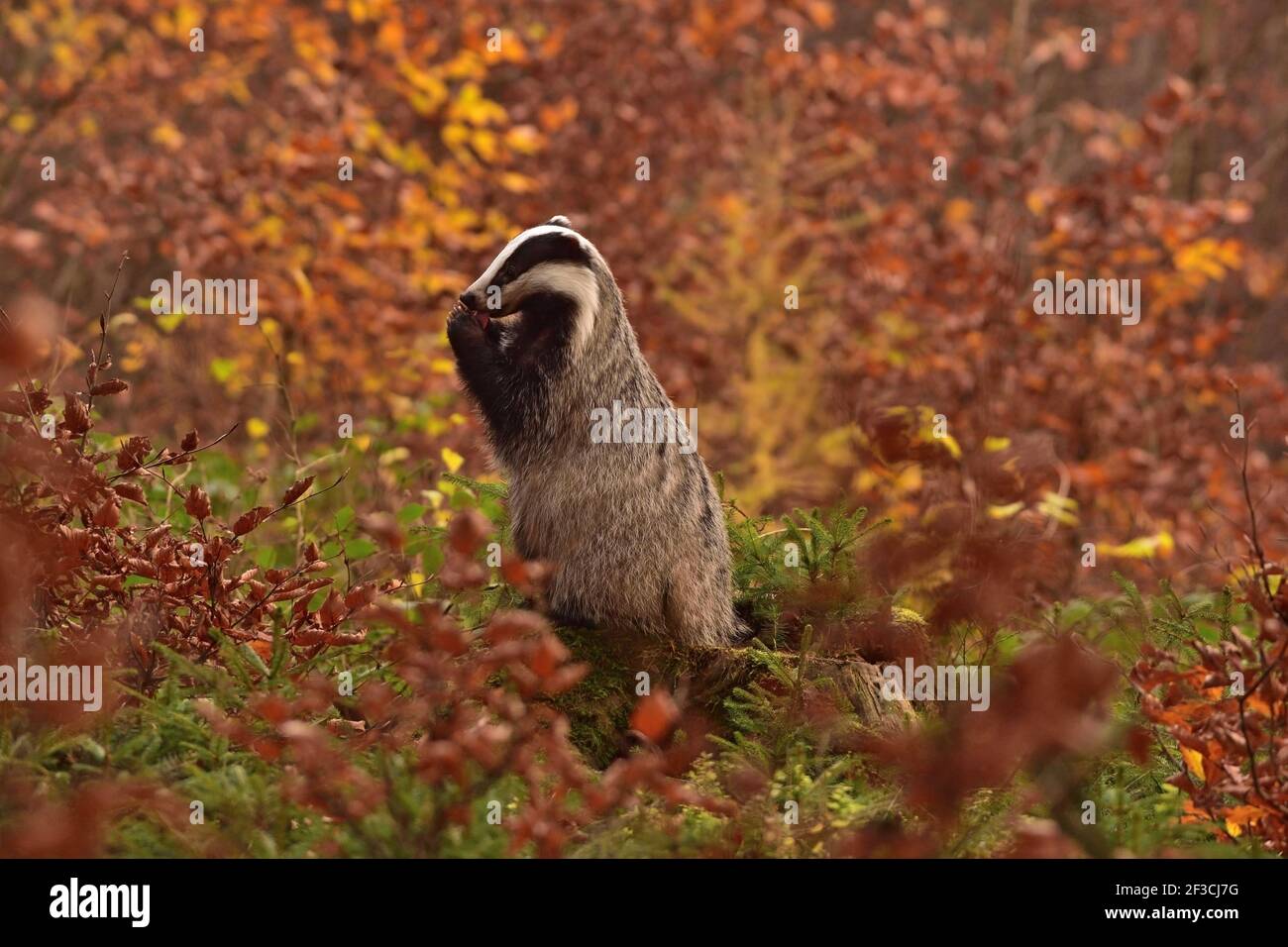 Шотландский барсук. Барсук (обыкновенный) - meles meles. Беловежская пуща барсук. Осенний барсук. Европейский барсук.