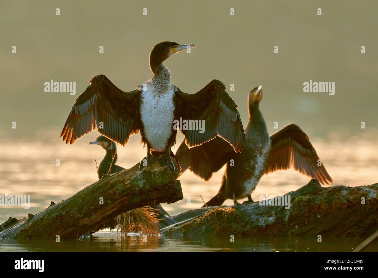 Great cormorants birds at winter sunrise, closeup. Sitting with spread wings on a tree trunk in the river. Backlight. Blurred light background. Stock Photo