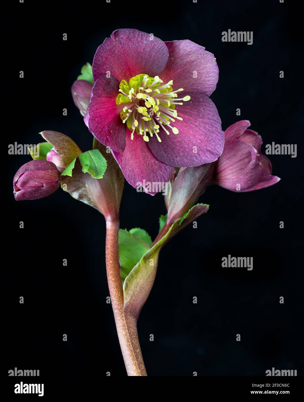 Easter rose (Helleborus orientalis) flower with buds Stock Photo