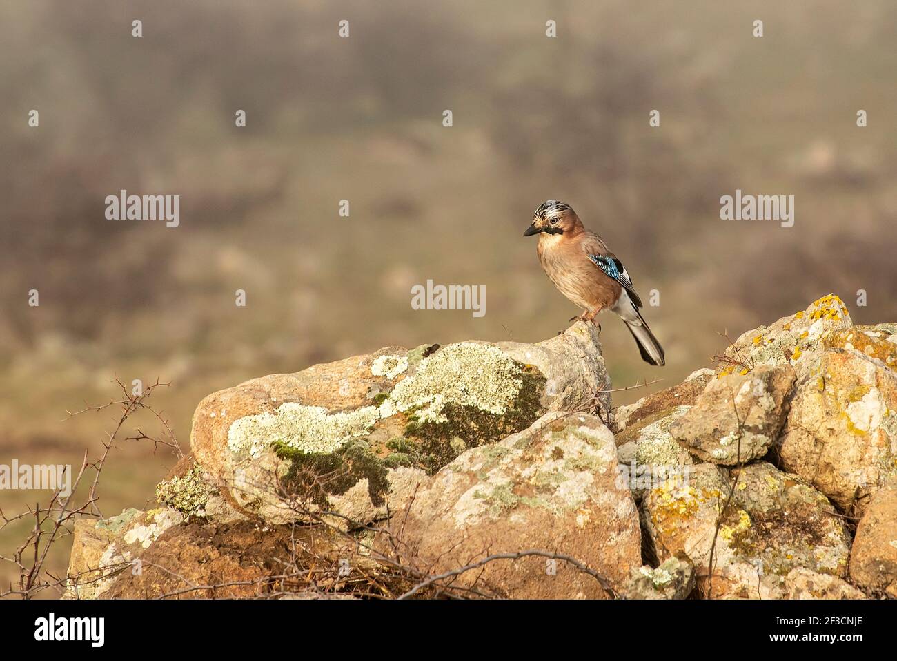 Beautiful birds in the Bulgaria nature Stock Photo - Alamy