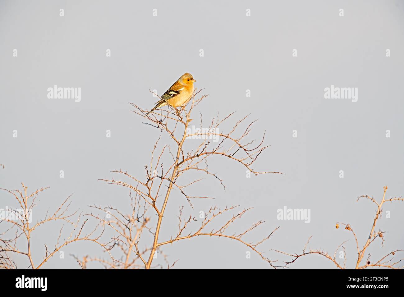 Beautiful birds in the Bulgaria nature Stock Photo - Alamy