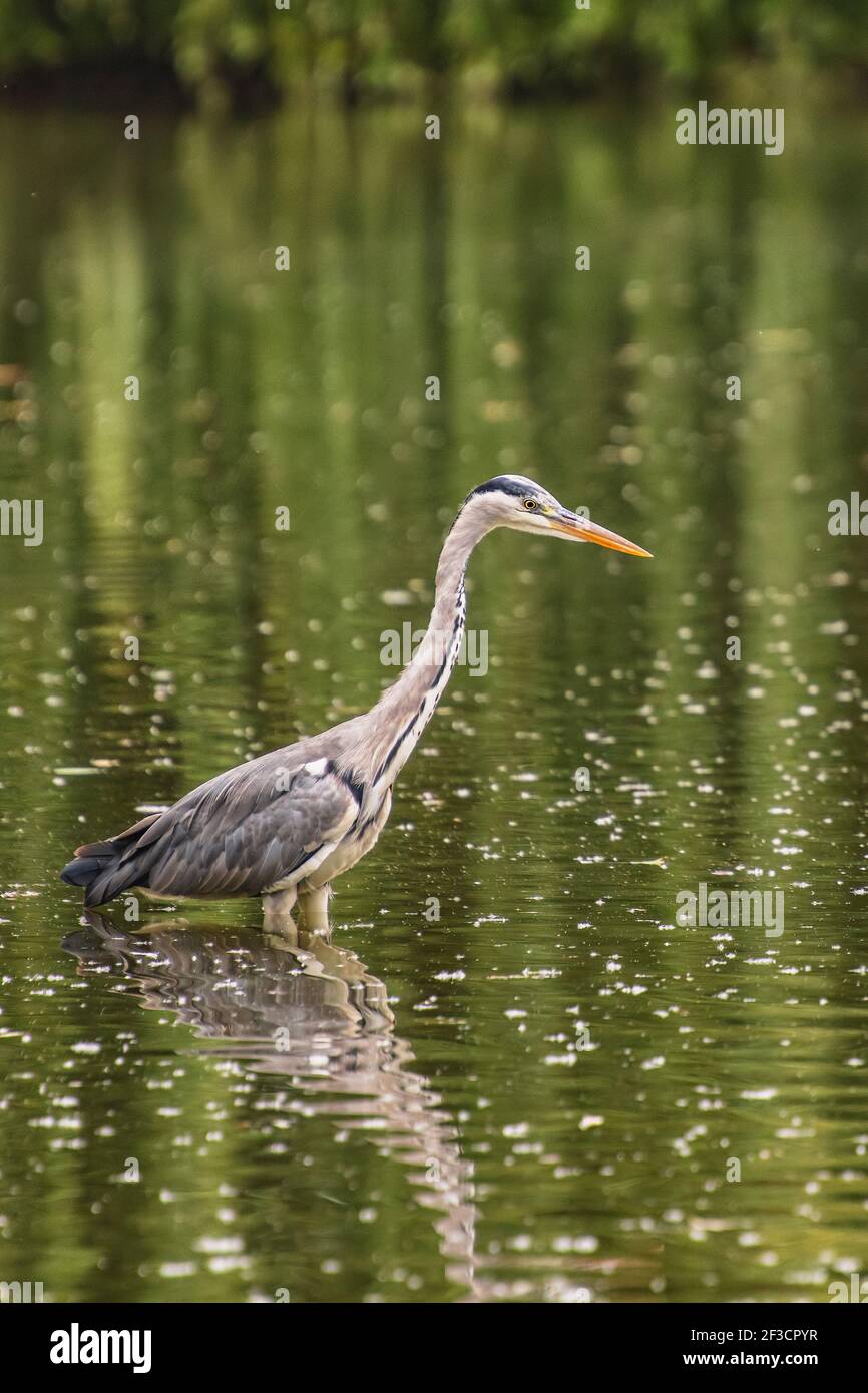 Volavka hi-res stock photography and images - Alamy