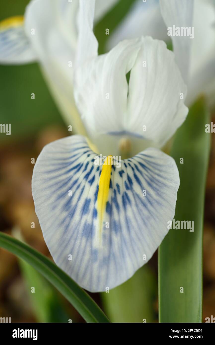 Iris Reticulata Stock Photo