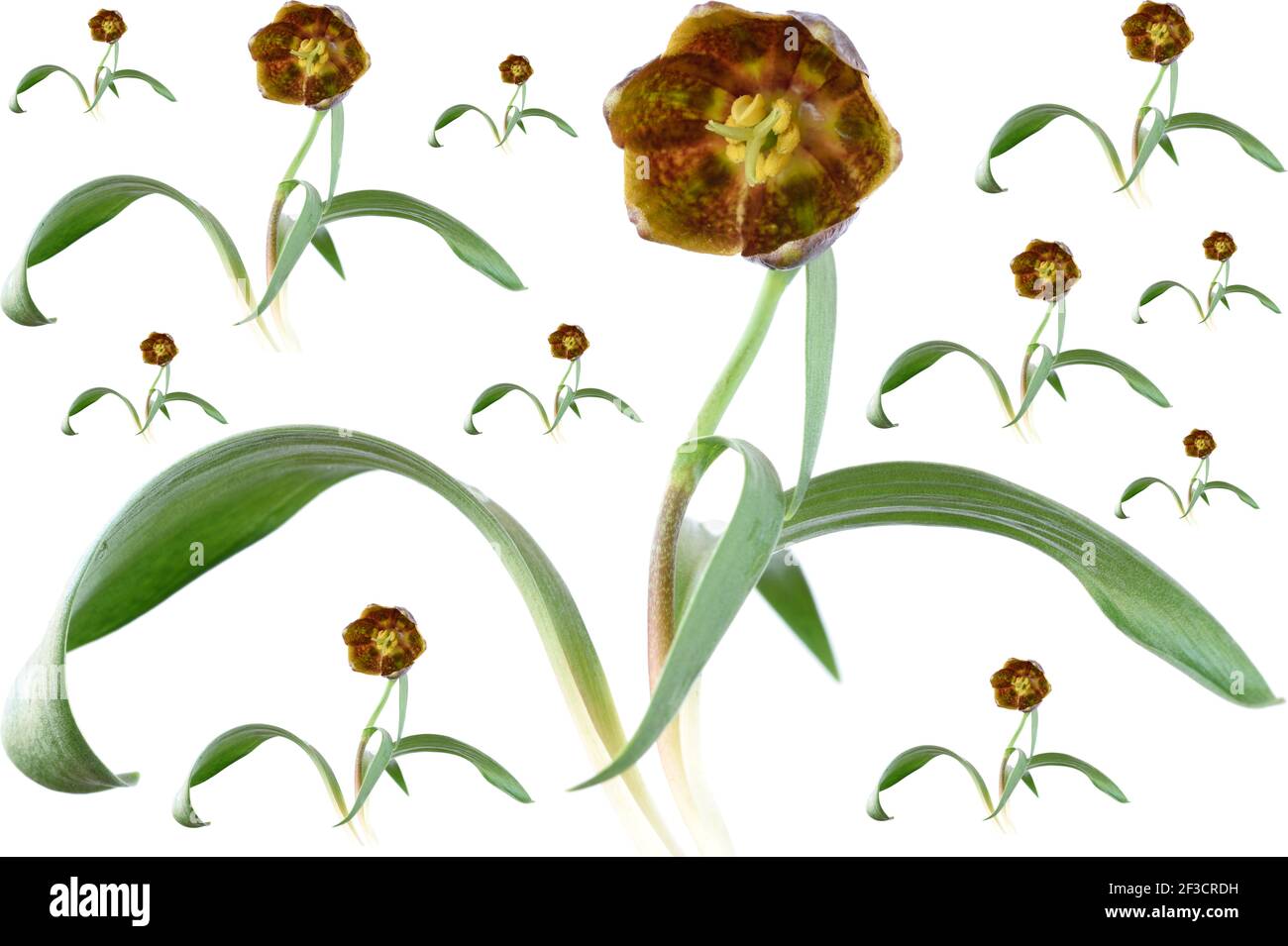 Fritillaria davisii  Davis fritillary Pattern from flowers Stock Photo