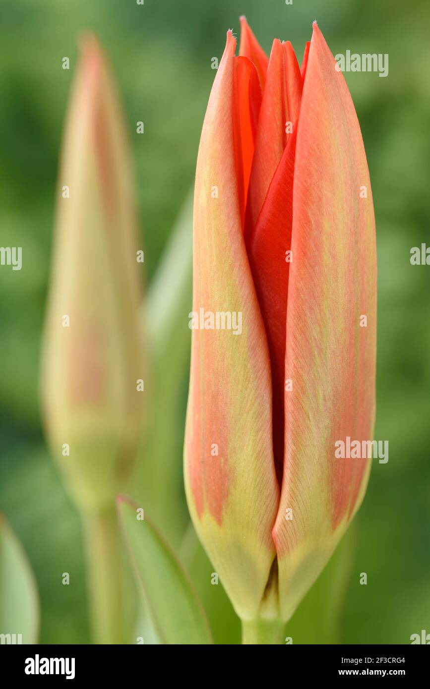 Tulipa  'Madame Lefeber'  Tulip  Syn.  Tulipa fosteriana 'Red Emperor'  Fosteriana Group  March Stock Photo
