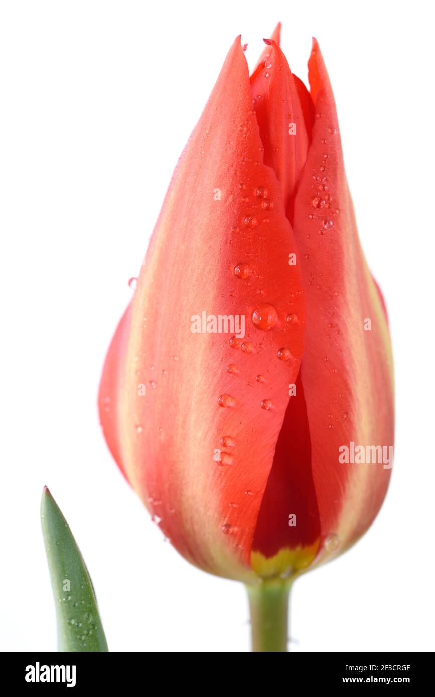 Tulipa  'Madame Lefeber'  Tulip  Syn.  Tulipa fosteriana 'Red Emperor'  Fosteriana Group  March Stock Photo