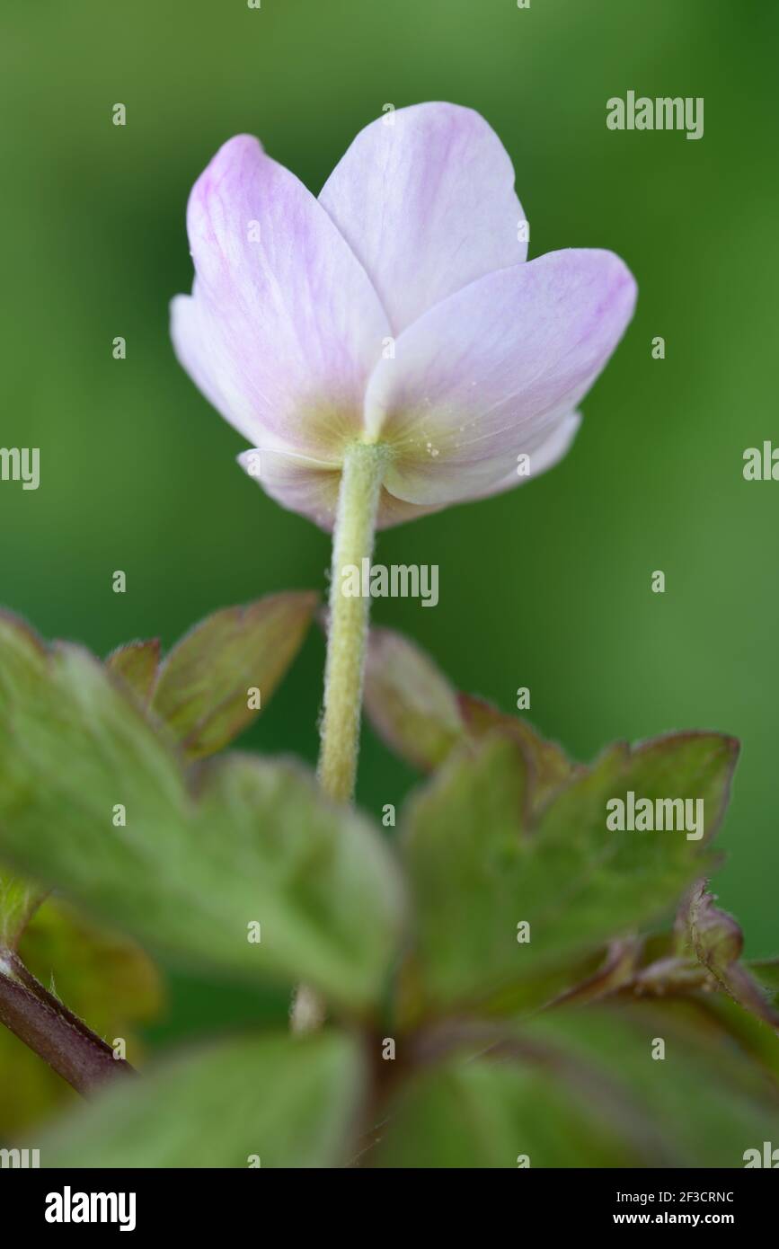 Anemone nemorosa  Wood anemone Stock Photo