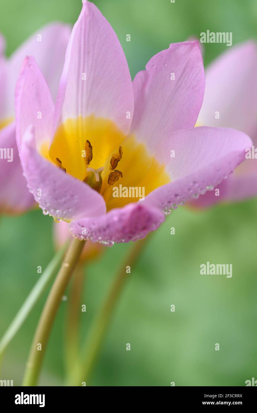 Tulipa saxatilis (Bakeri Group)  'Lilac Wonder'  AGM  Tulip  Syn.  Candia tulip 'Lilac Wonder'  Miscellaneous tulip Stock Photo