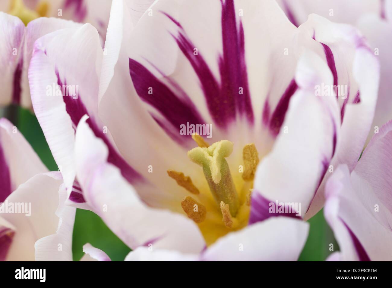 Tulipa  'Flaming Flag'  Tulip  Triumph Group Stock Photo