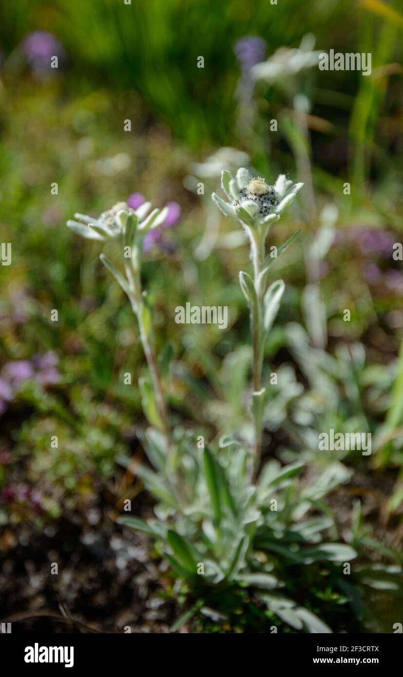 The Edelweiss flower. Small dept of field Stock Photo