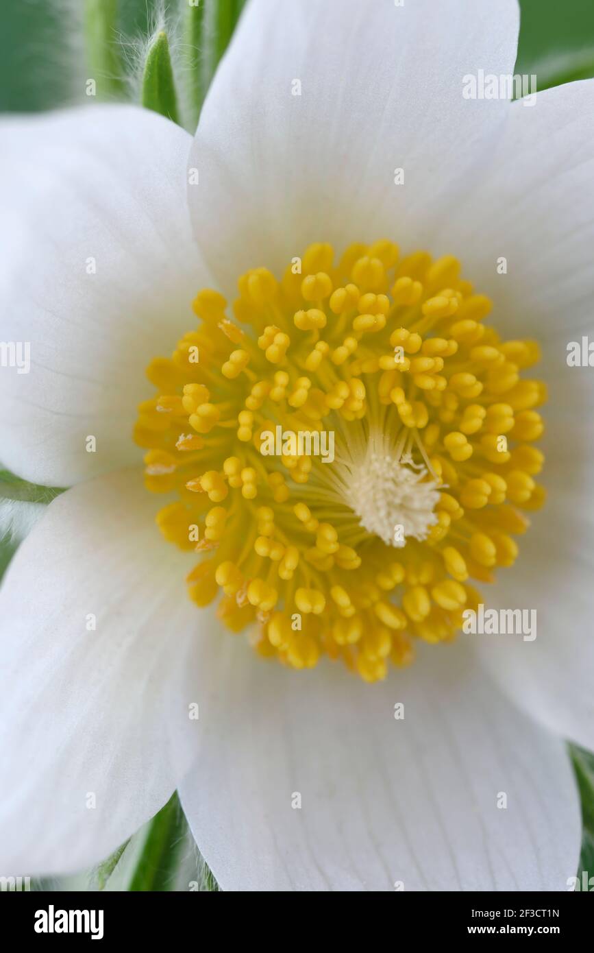 Pulsatilla vulgaris  'Alba'  White pasqueflower Stock Photo