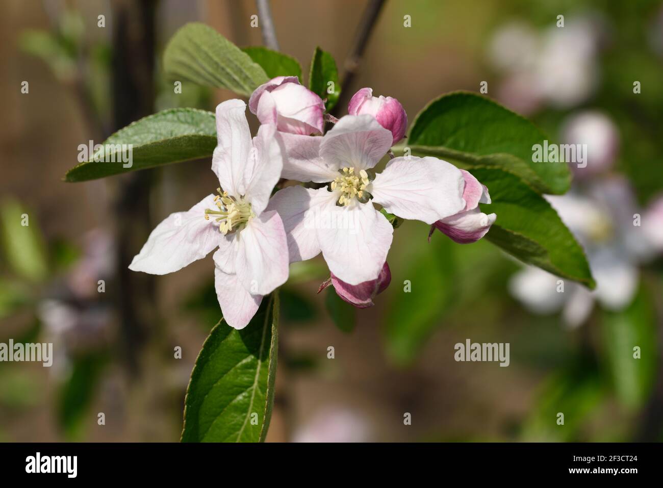 Malus domestica  Apple blossom Stock Photo