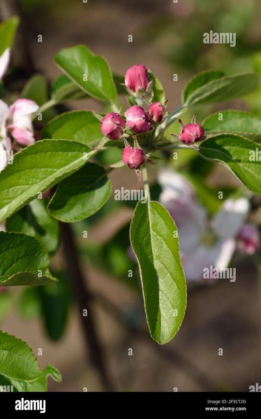Malus domestica  Apple blossom buds Stock Photo