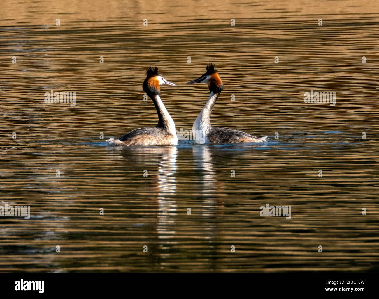 Linlithgow, UK. 16th Mar, 2021. Spring Weather: Great Crested Grebes perform their courtship dance on Linlithgow loch, Linlithgow, Scotland. In spring, displaying Great Crested Grebes put on a spectacular display on lakes, reservoirs and gravel pits over most of the UK. Both sexes grow black and orange facial ruffs and black ear-tufts known as tippets, which they use in a special ceremony to establish their bonds in the breeding season. Credit: Ian Rutherford/Alamy Live News Stock Photo