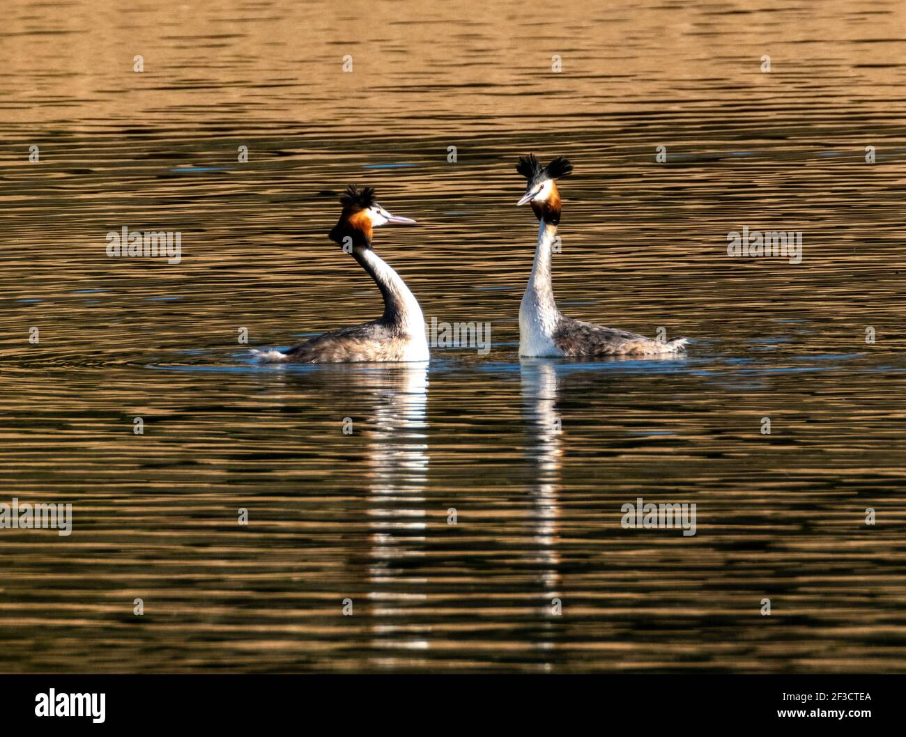 Linlithgow, UK. 16th Mar, 2021. Spring Weather: Great Crested Grebes perform their courtship dance on Linlithgow loch, Linlithgow, Scotland. In spring, displaying Great Crested Grebes put on a spectacular display on lakes, reservoirs and gravel pits over most of the UK. Both sexes grow black and orange facial ruffs and black ear-tufts known as tippets, which they use in a special ceremony to establish their bonds in the breeding season. Credit: Ian Rutherford/Alamy Live News Stock Photo
