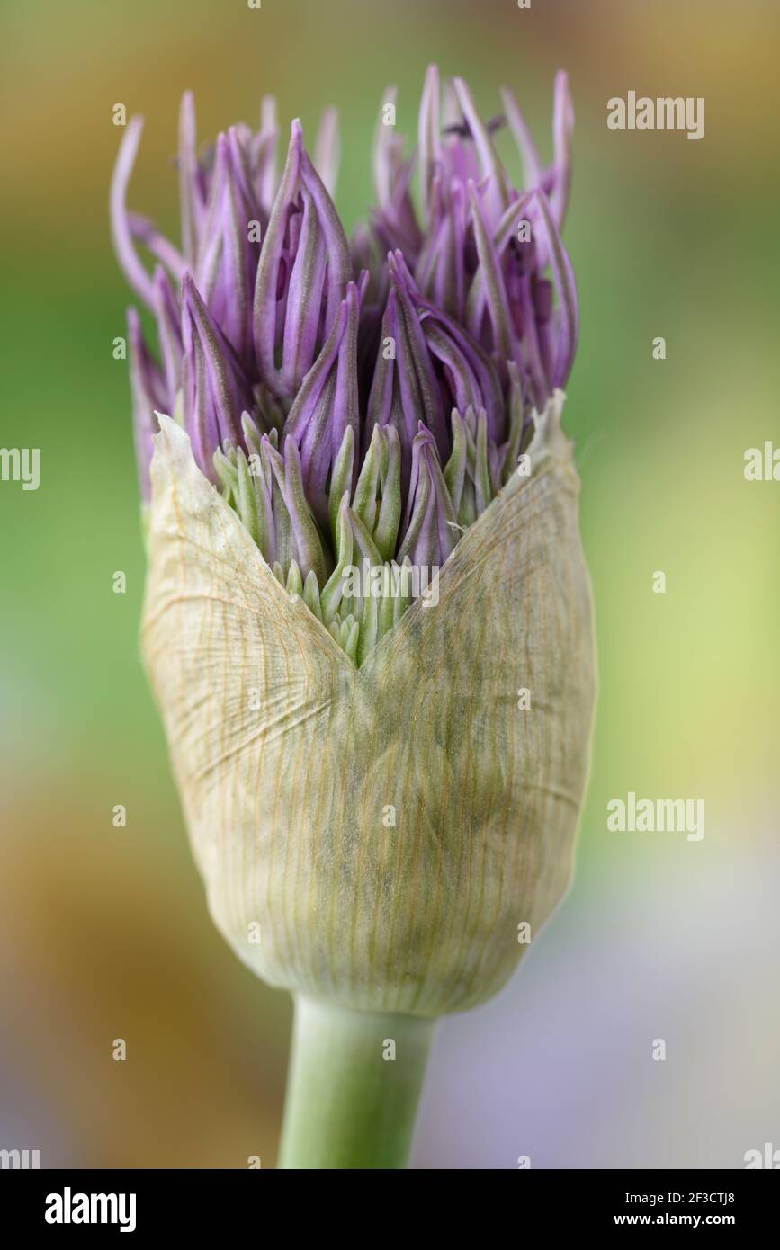 Allium  Ornamental onion bud opening Stock Photo