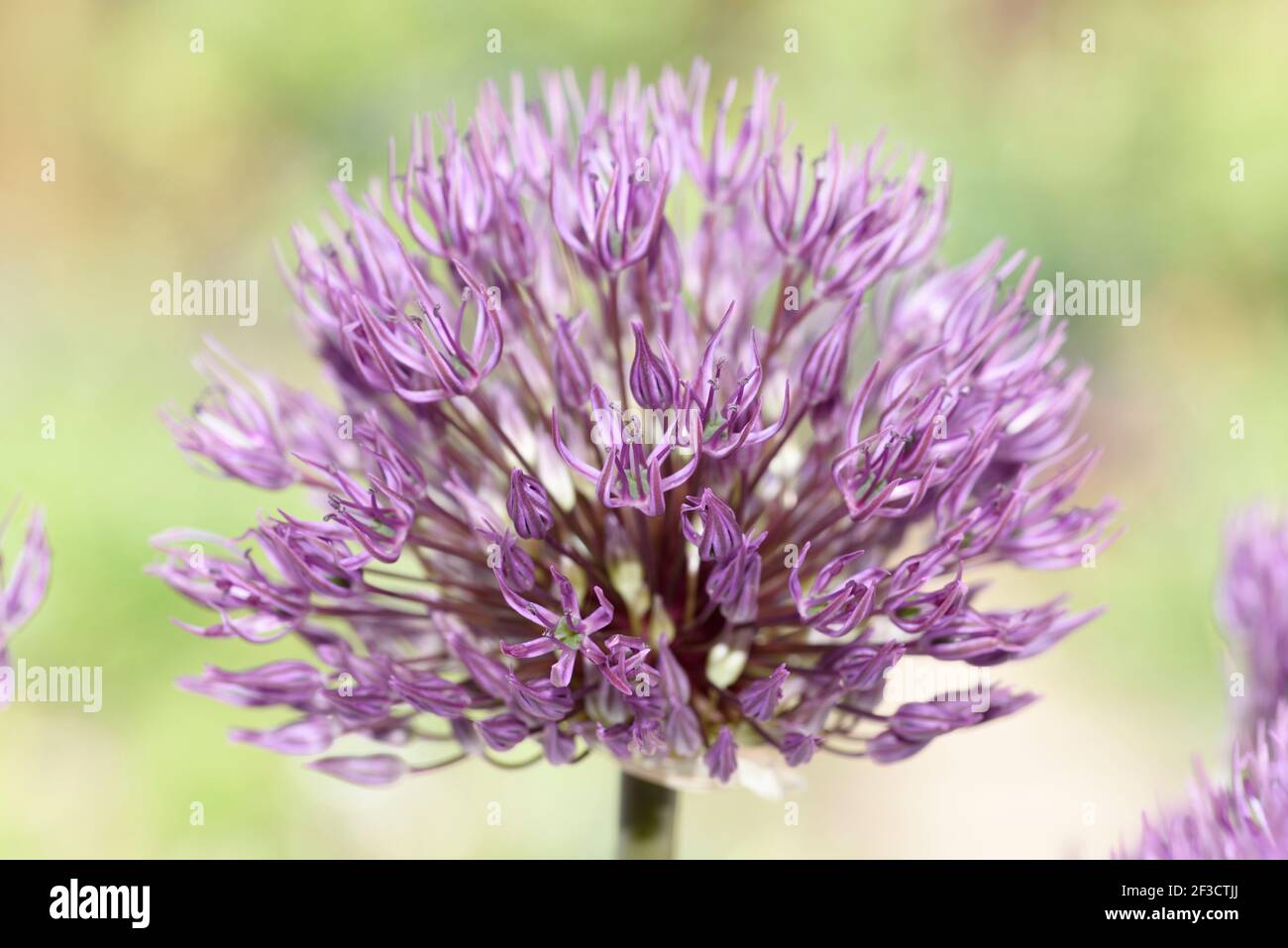Allium  Ornamental onion Stock Photo