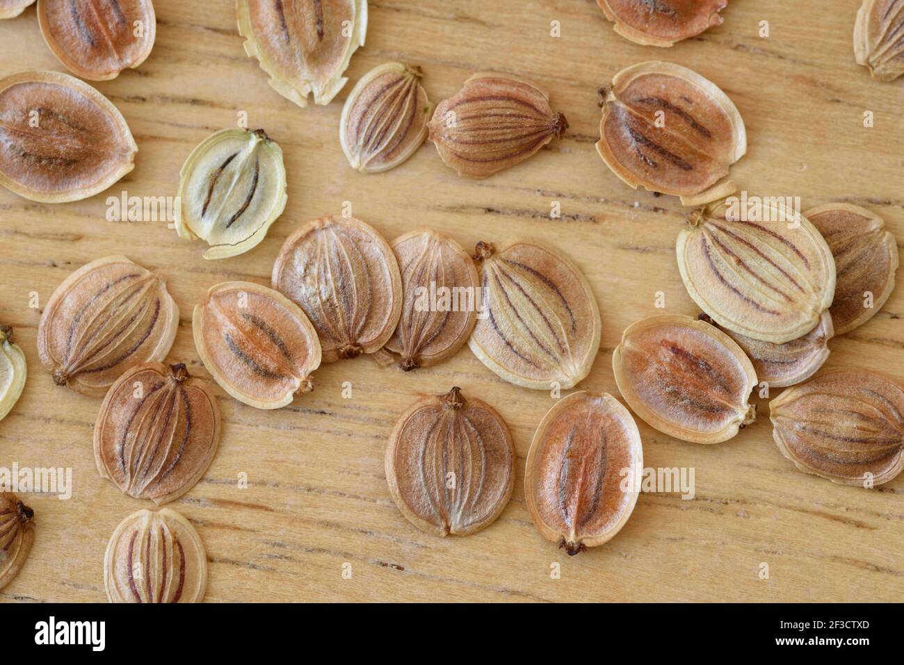Pastinaca sativa  Parsnip seed Stock Photo