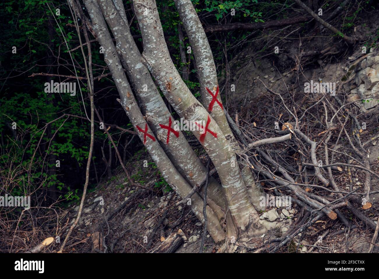 Marked trees with red paint in forest for clearing Deforestation causes ...