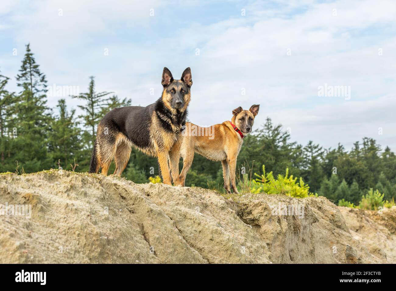 A beautiful German Shepherd and a Malinois are on a sand dune and looks down to the photographer with beautiful upright ears and a fierce glance Stock Photo