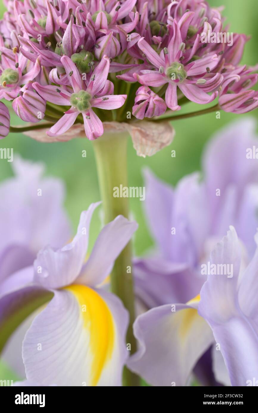 Dutch Iris and allium Stock Photo