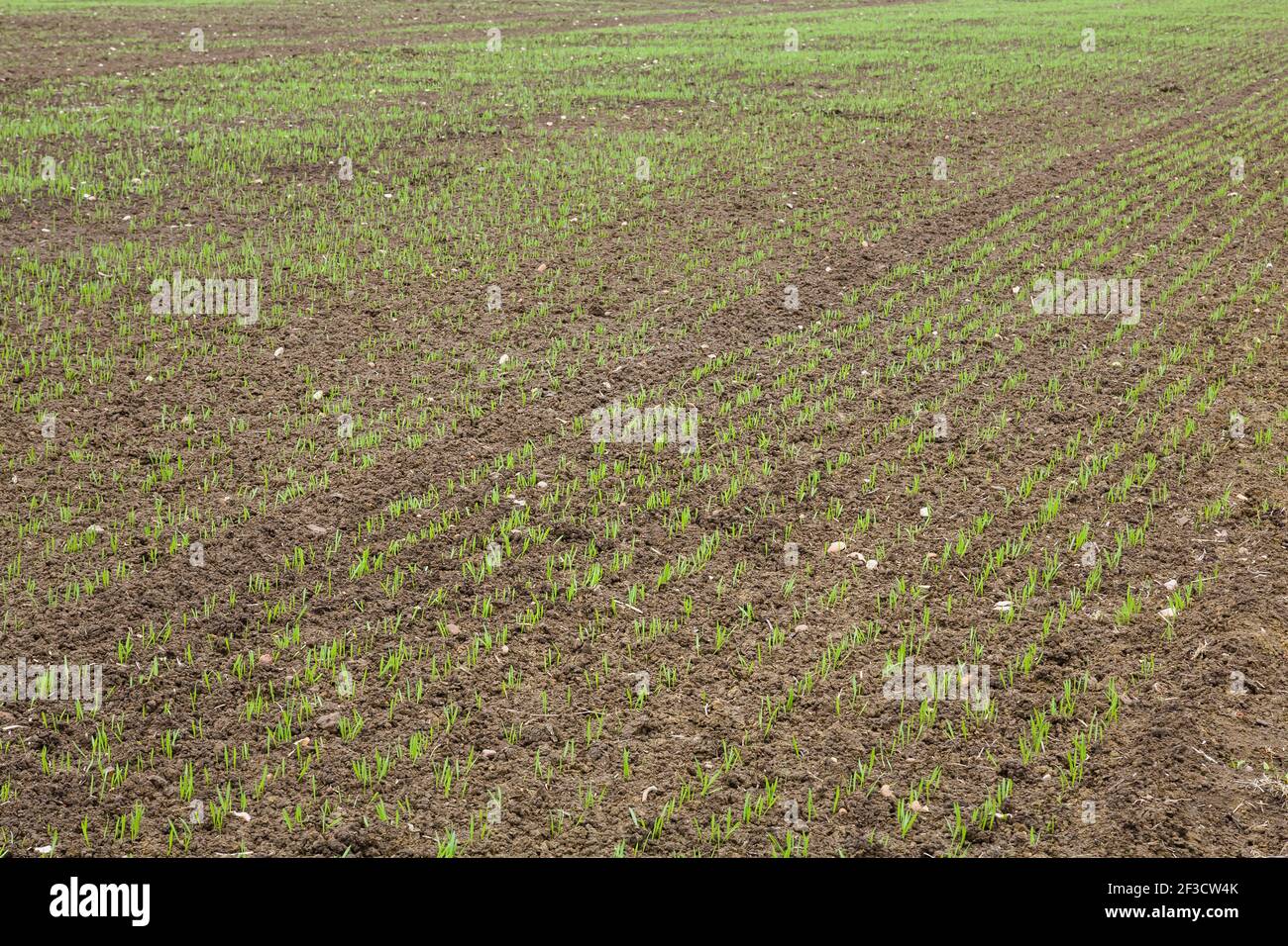 Agriculture background, seedlings (young plants) in an agricultural field of crops, UK Stock Photo