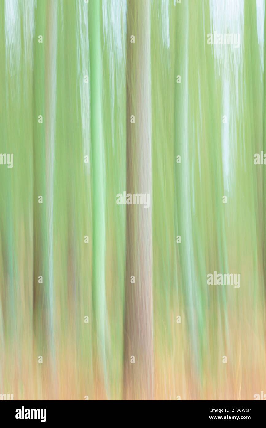 Nature background or pattern. Trees in a forest with abstract artistic motion blur Stock Photo